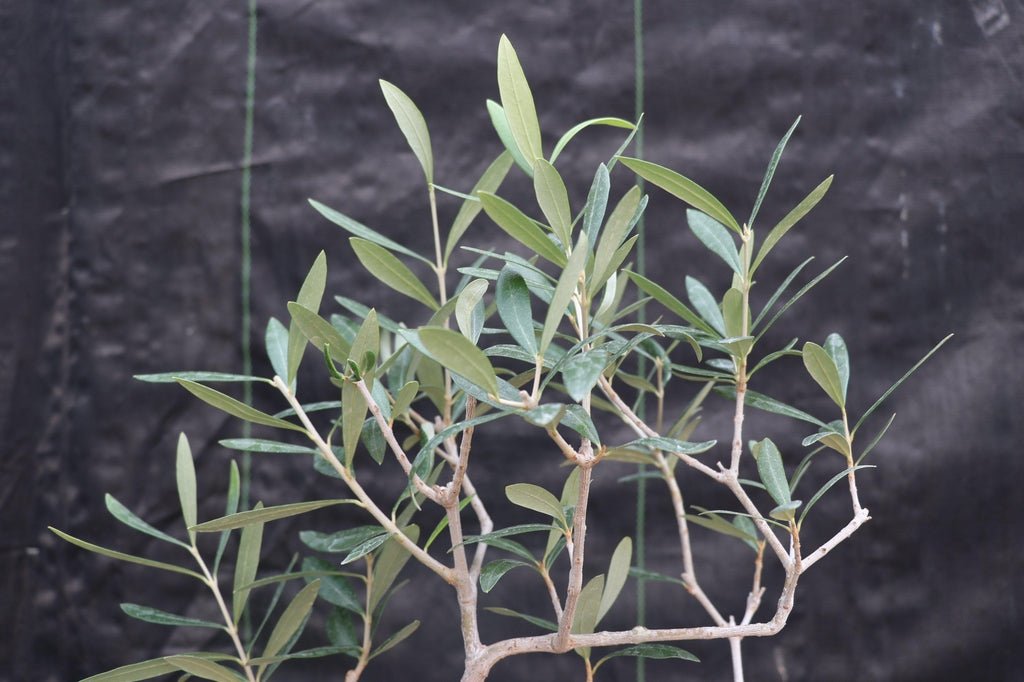 Large Arbequina Olive Bonsai Tree Leaves