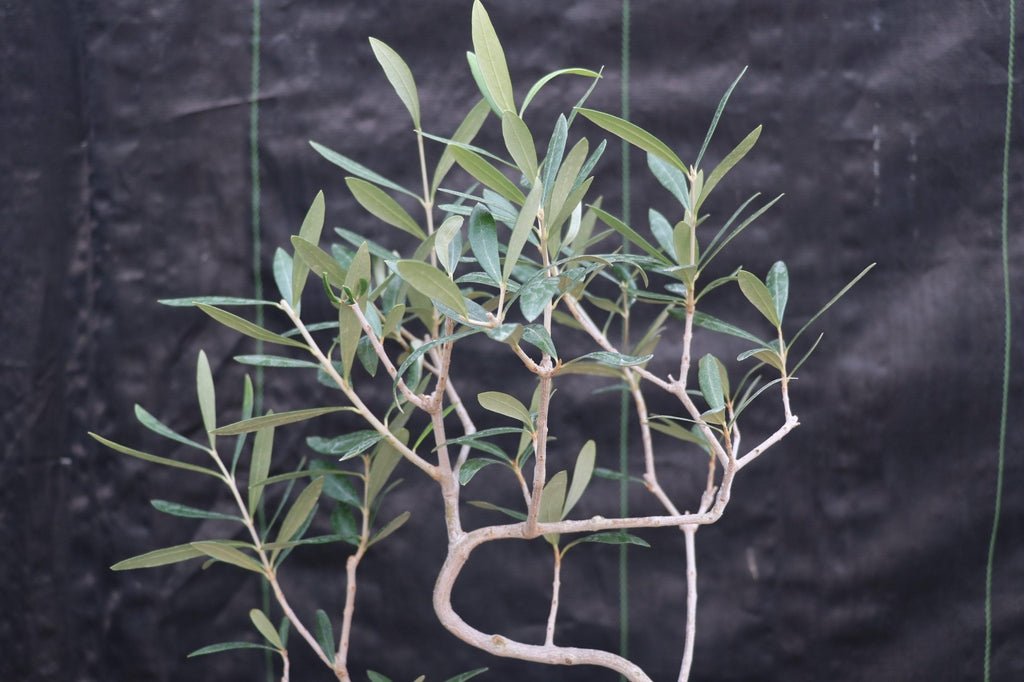 Large Arbequina Olive Bonsai Tree S Shape