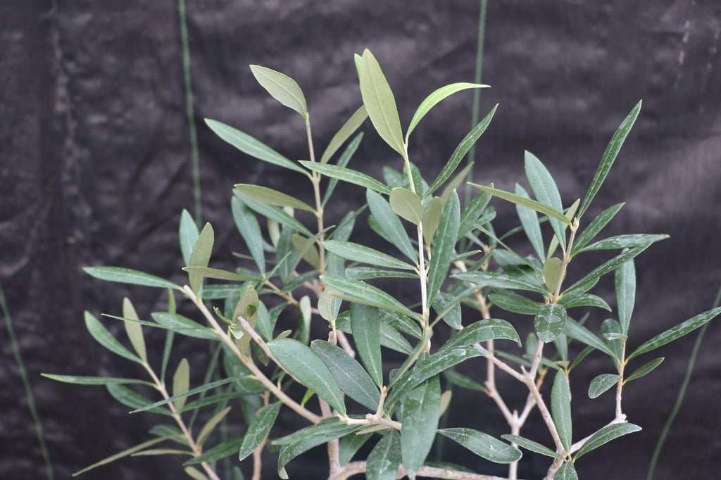 Large Arbequina Olive Bonsai Tree Foliage