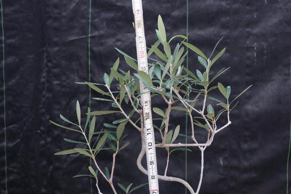 Large Arbequina Olive Bonsai Tree Size