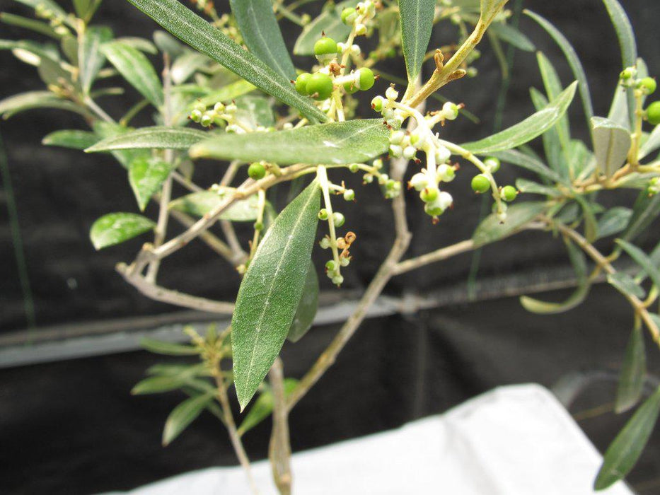 Twisted Trunk Arbequina Olive Bonsai Tree Flowers
