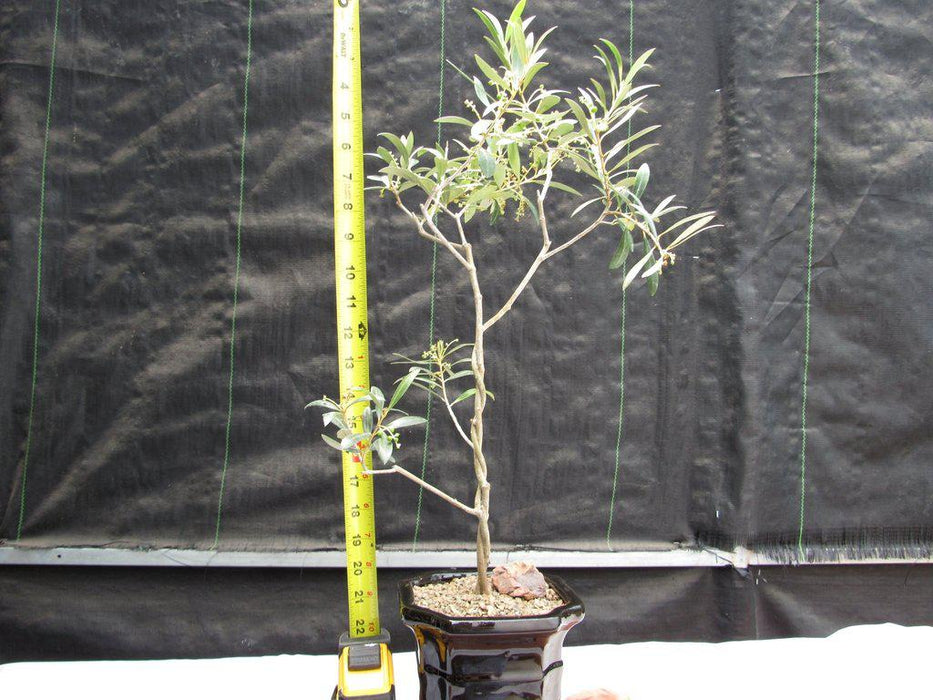 Twisted Trunk Arbequina Olive Bonsai Tree Height
