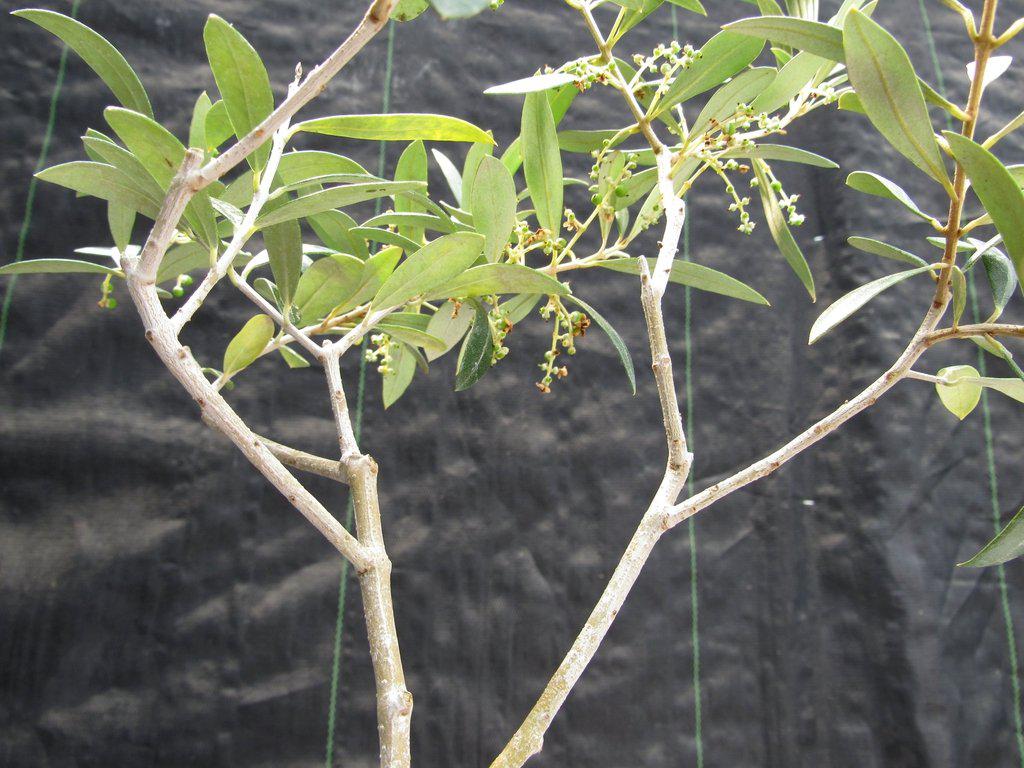 Twisted Trunk Arbequina Olive Bonsai Tree Branches