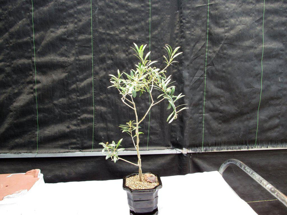 Twisted Trunk Arbequina Olive Bonsai Tree Top