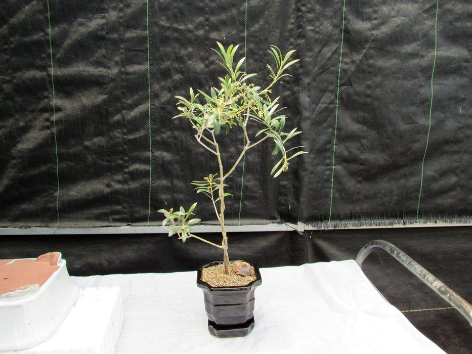 Twisted Trunk Arbequina Olive Bonsai Tree Styling