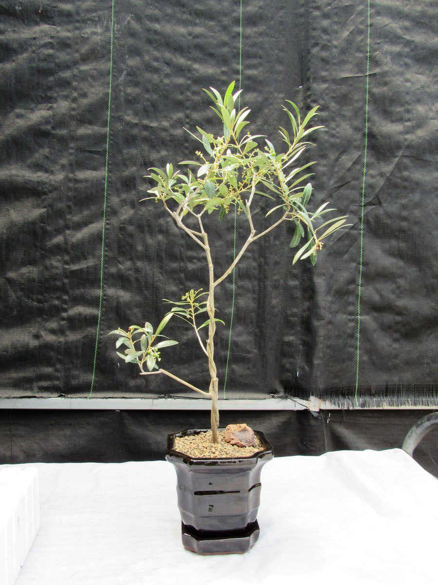 bonsai tree in spanish Arbequina Olive Bonsai Tree (Twisty Trunk)