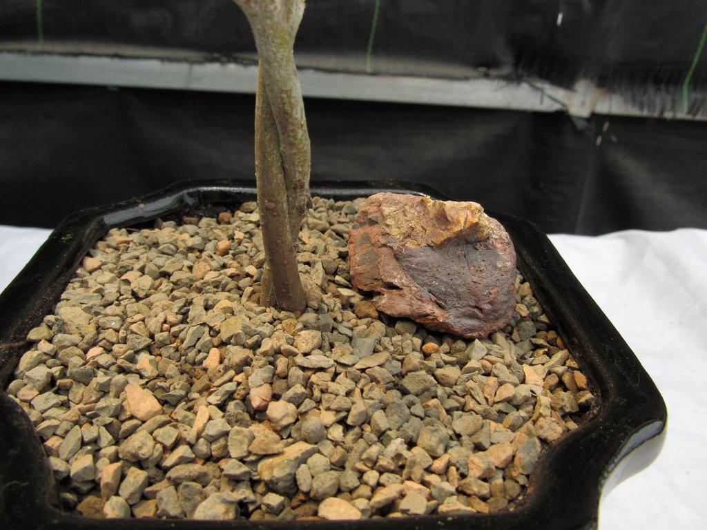 Twisted Trunk Arbequina Olive Bonsai Tree Trunk Closeup