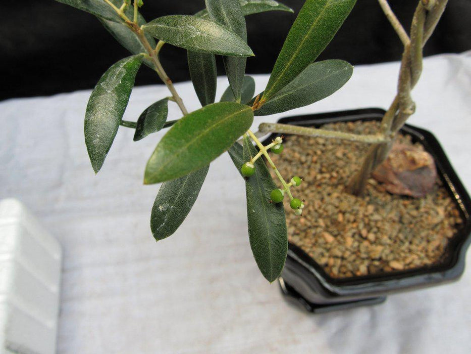 Twisted Trunk Arbequina Olive Bonsai Tree Fruit