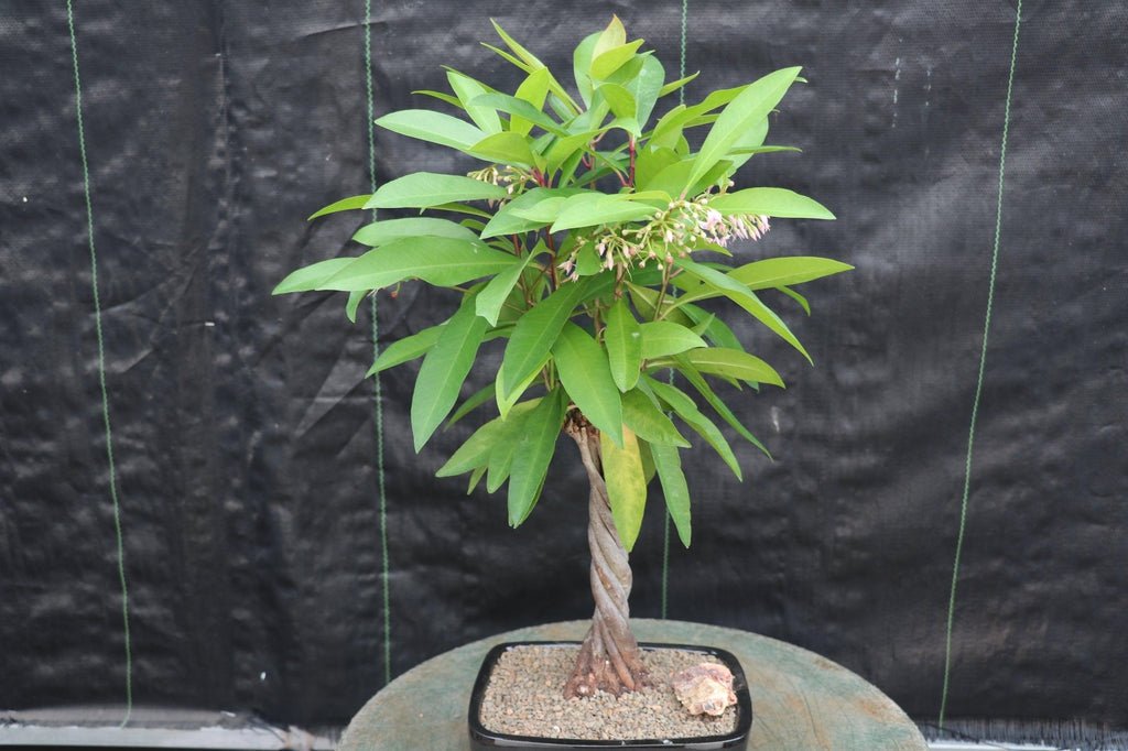 Twisted Trunk Ardisia Bonsai Tree