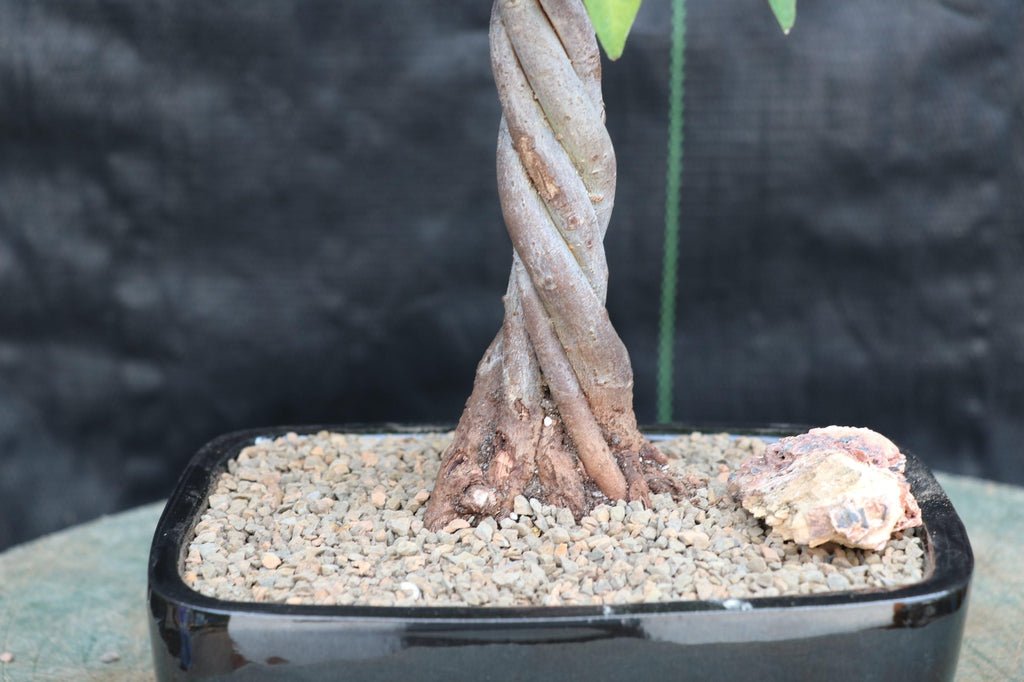 Ardisia Bonsai Tree Twisted Trunk