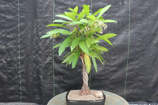 Ardisia Bonsai Tree