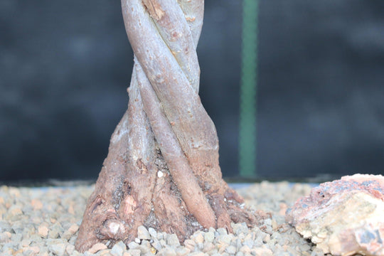 bonsai tree with twisted trunk Ardisia Bonsai Tree