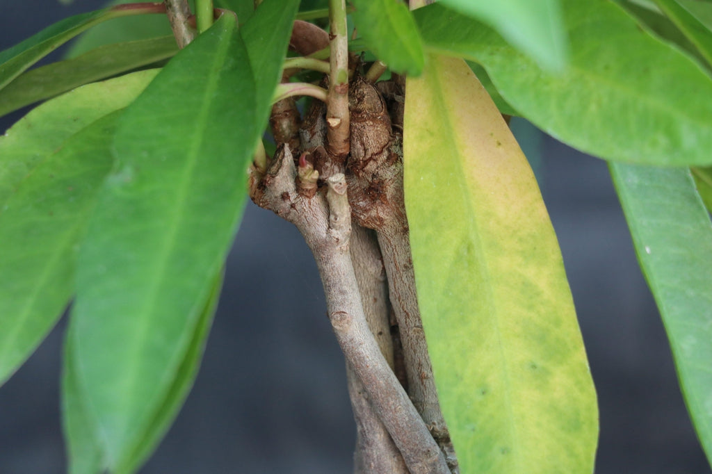 Ardisia Bonsai Tree Leaves