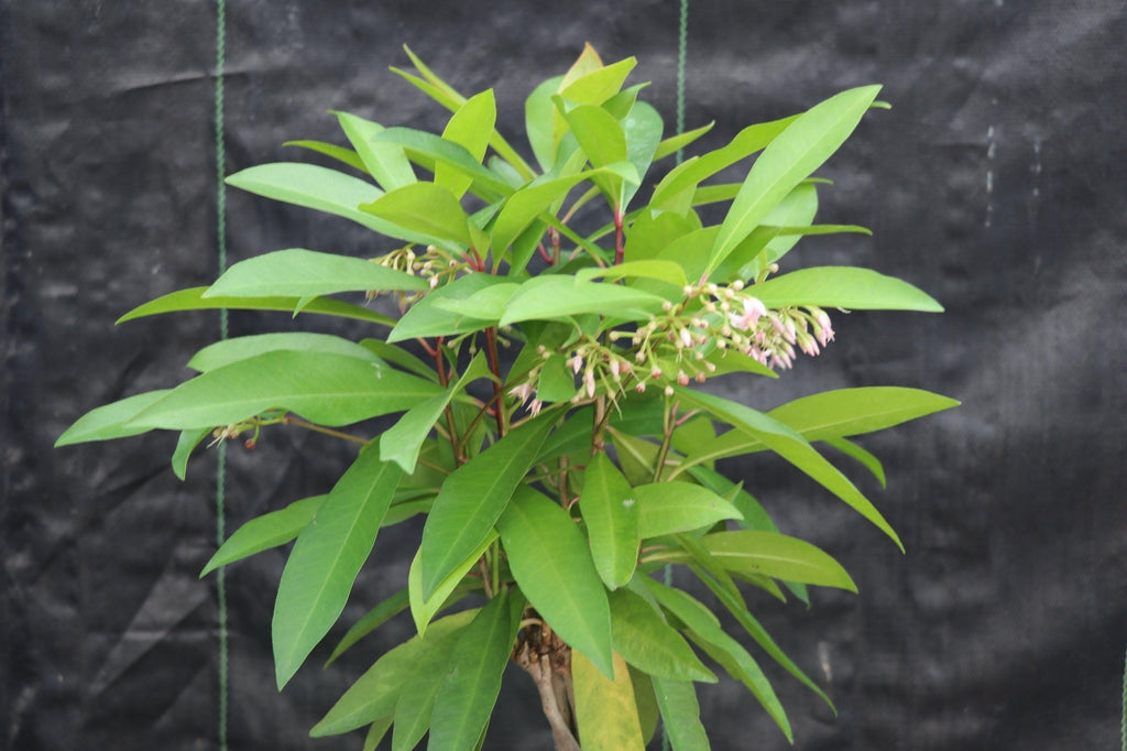Ardisia Bonsai Tree Canopy