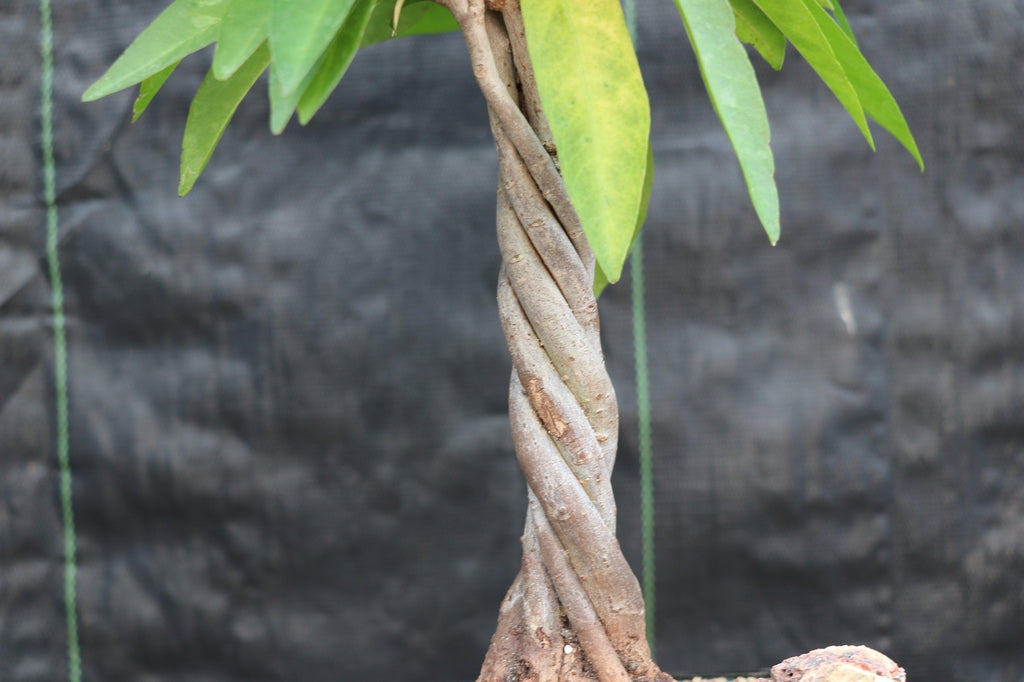 Ardisia Bonsai Tree Trunk