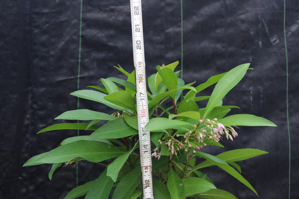 Ardisia Bonsai Tree Height