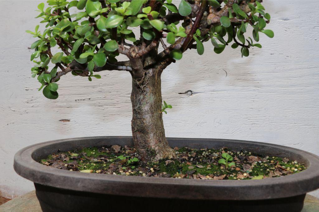 Large Baby Jade Bonsai Tree Alt 1