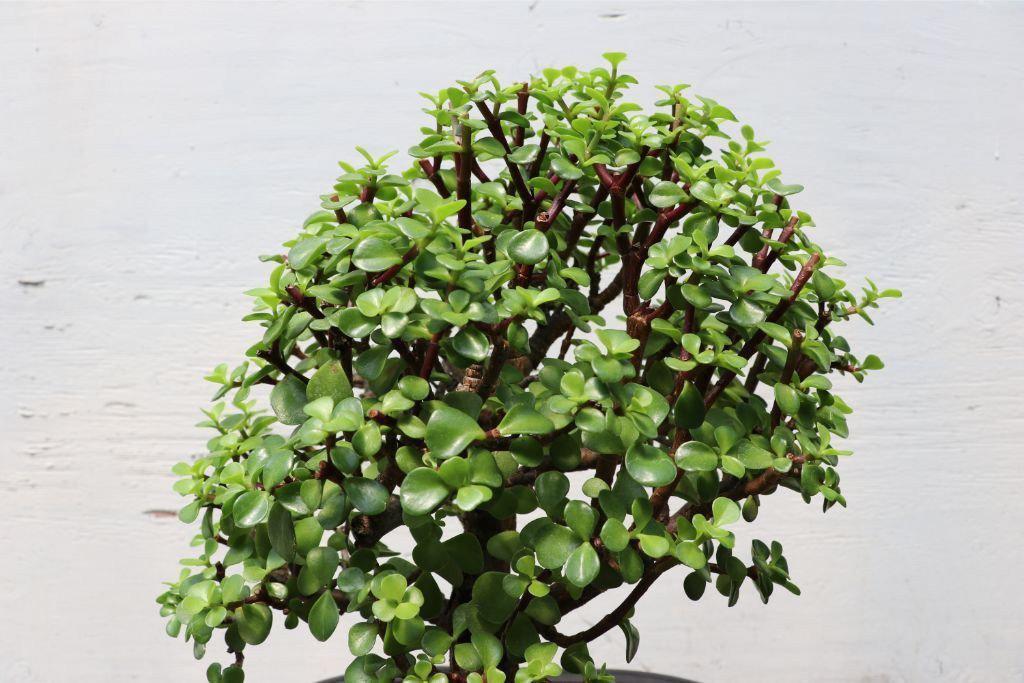 Large Baby Jade Bonsai Tree Alt 4