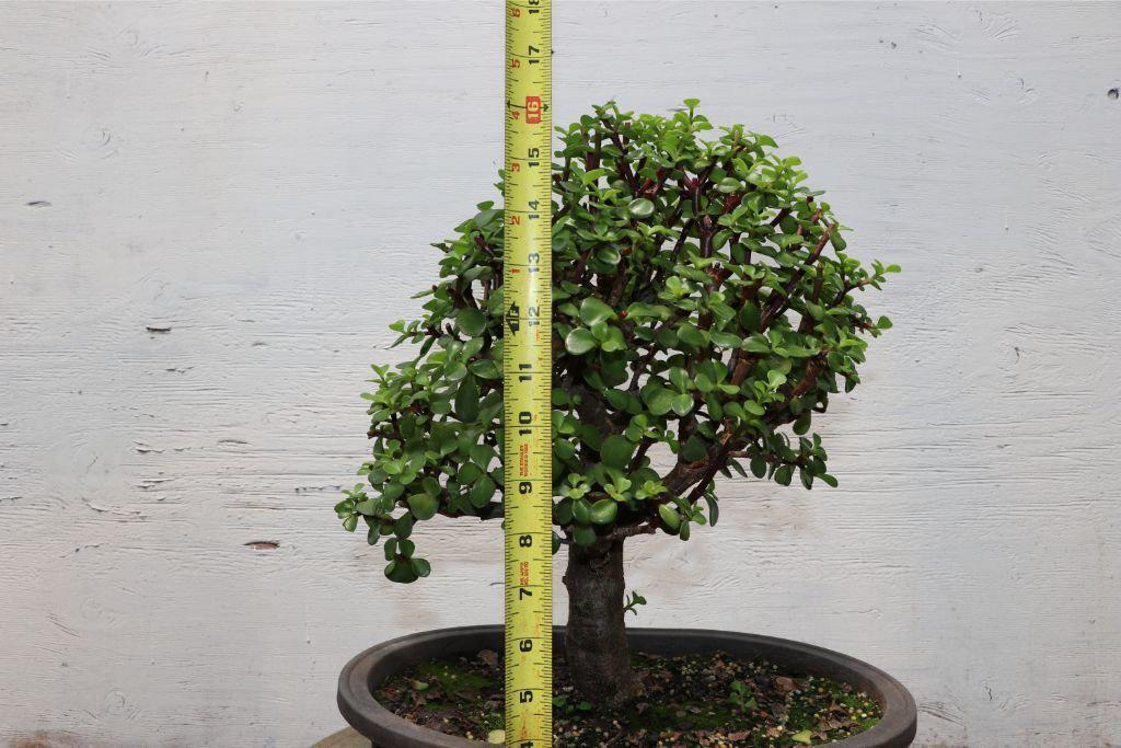 Large Baby Jade Bonsai Tree Size