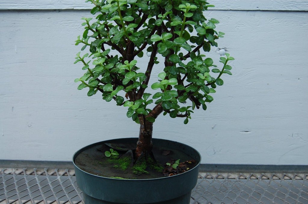 Baby Jade Pre Bonsai Tree