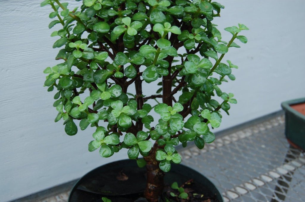 Baby Jade Pre Bonsai Leaves