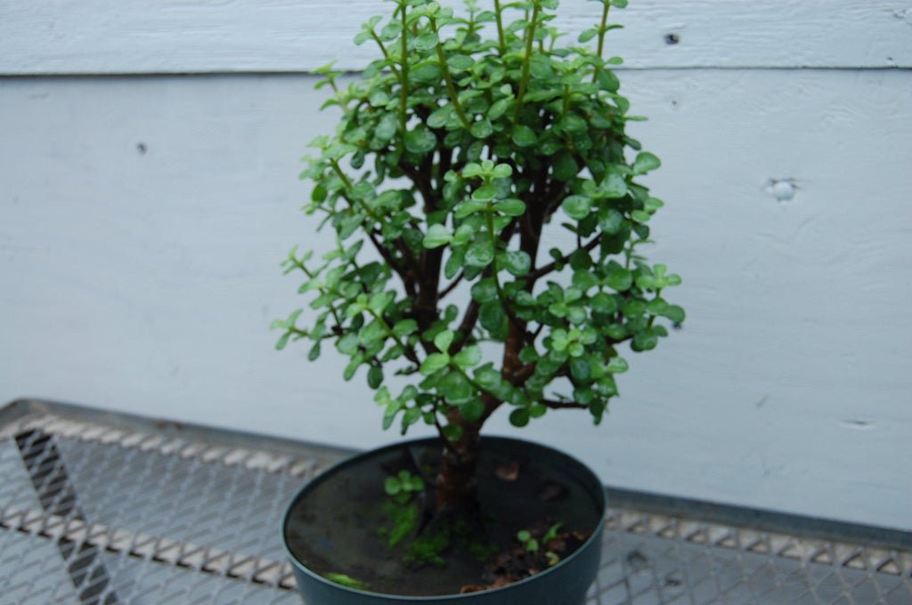 Baby Jade Pre Bonsai Trunk