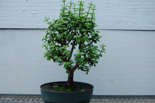 buy pre bonsai trees Baby Jade Pre Bonsai