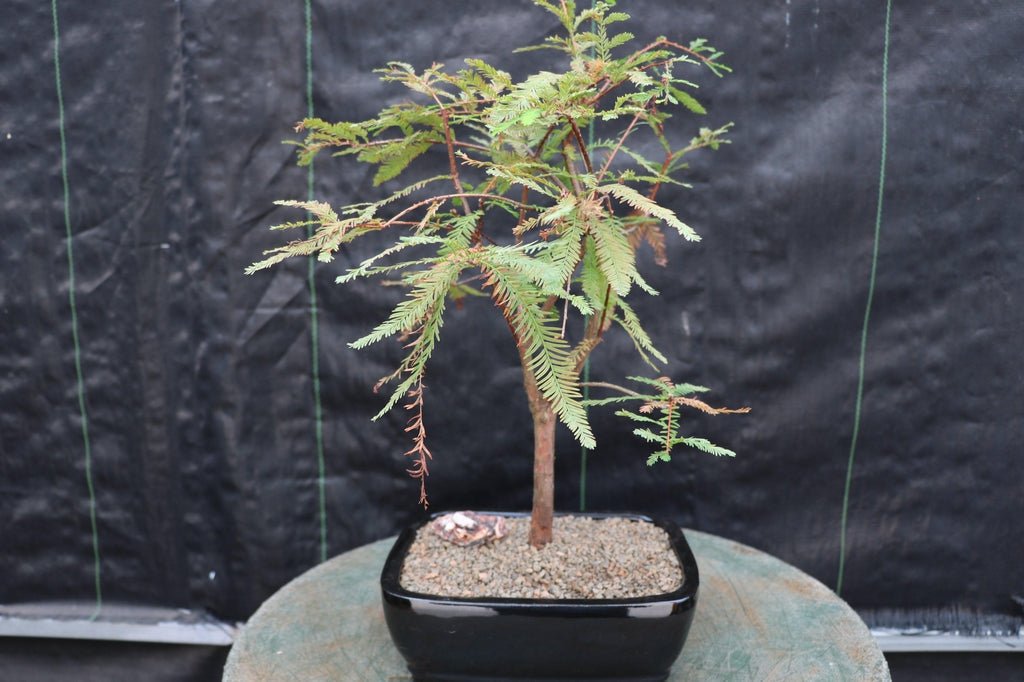 Bald Cypress Bonsai Tree Profile