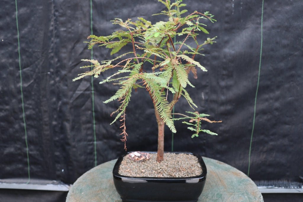 Bald Cypress Bonsai Tree Profile