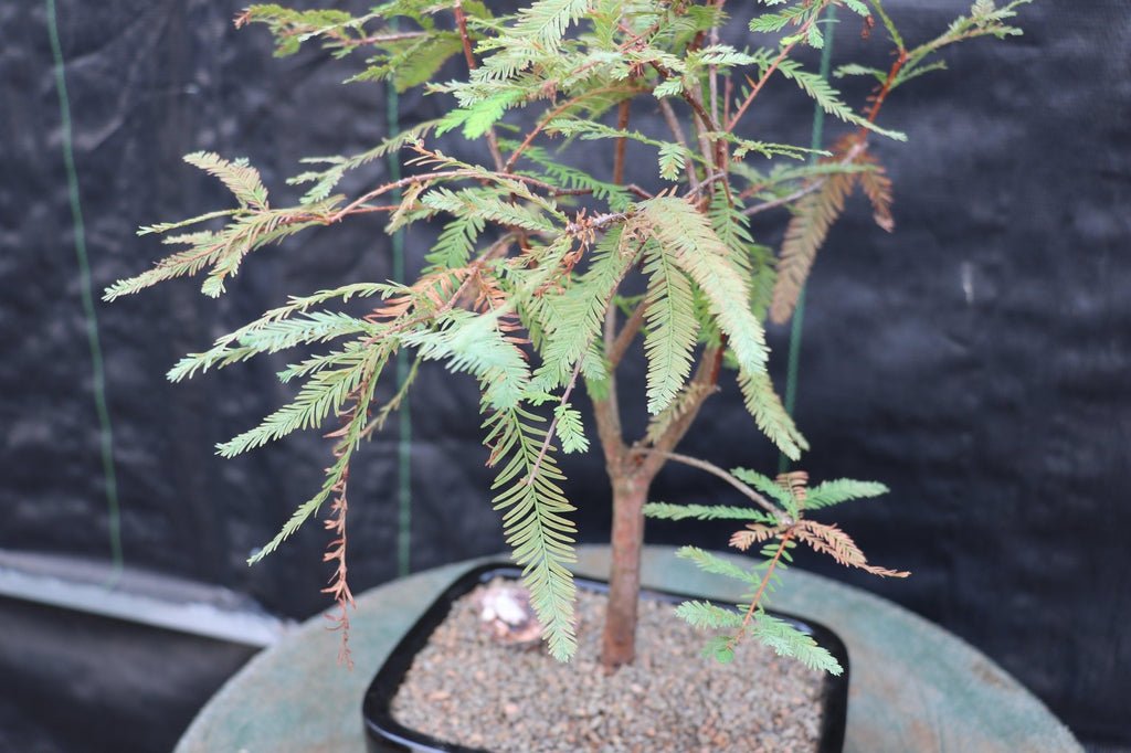 Bald Cypress Bonsai Tree Leaves