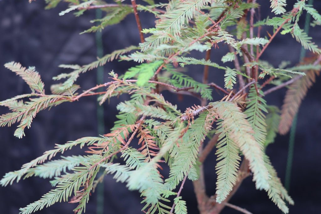 Bald Cypress Bonsai Tree Foliage