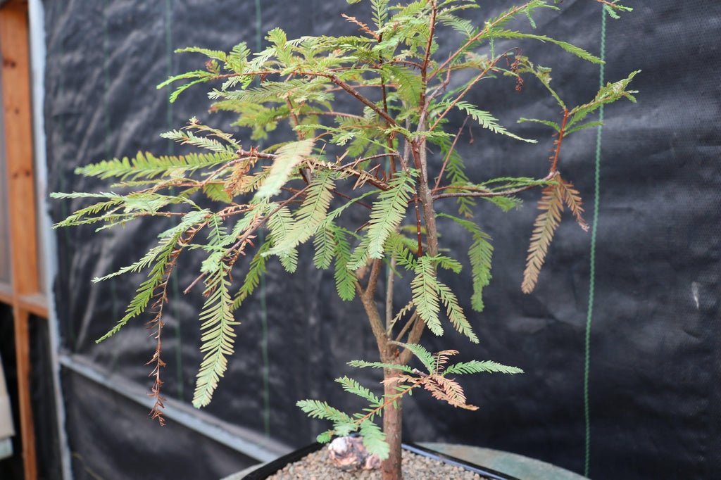 Bald Cypress Bonsai Tree Branches