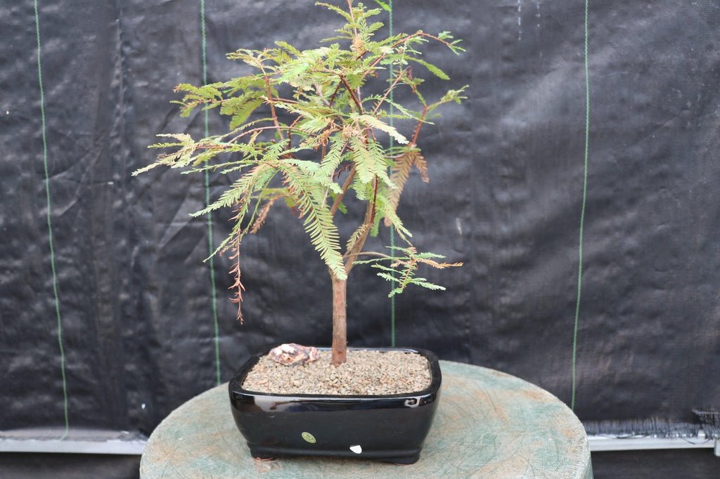 Bald Cypress Bonsai Tree