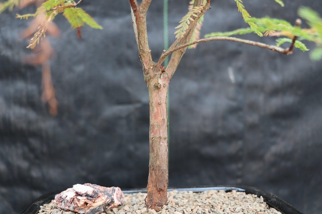 Bald Cypress Bonsai Tree Bark