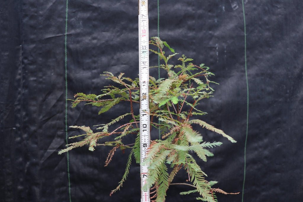 Bald Cypress Bonsai Tree Size