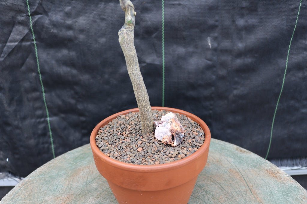 Blood Orange Bonsai Tree Pot