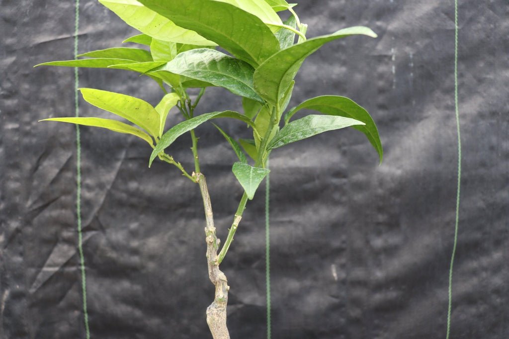 Blood Orange Bonsai Tree Leaves