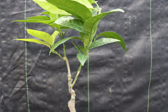 blood orange bonsai tree Blood Orange Bonsai Tree