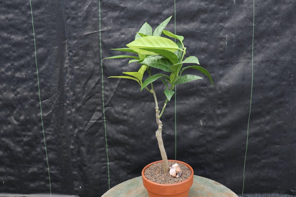 Blood Orange Bonsai Tree Tall