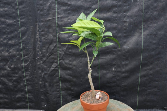 Blood Orange Bonsai Tree