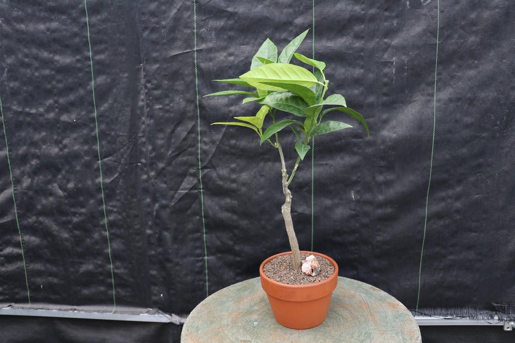Blood Orange Bonsai Tree Profile