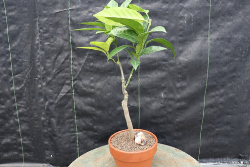 Blood Orange Bonsai Tree