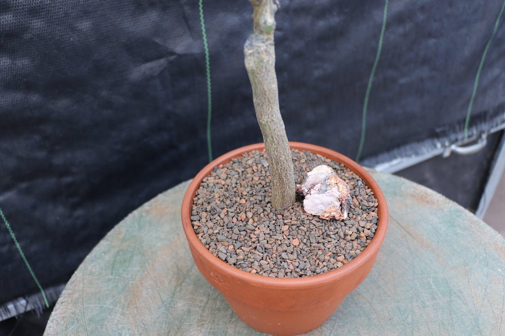 Blood Orange Bonsai Tree Trunk