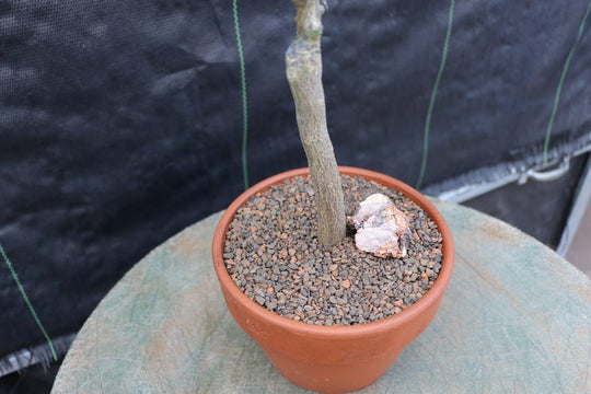 blood orange bonsai tree Blood Orange Bonsai Tree