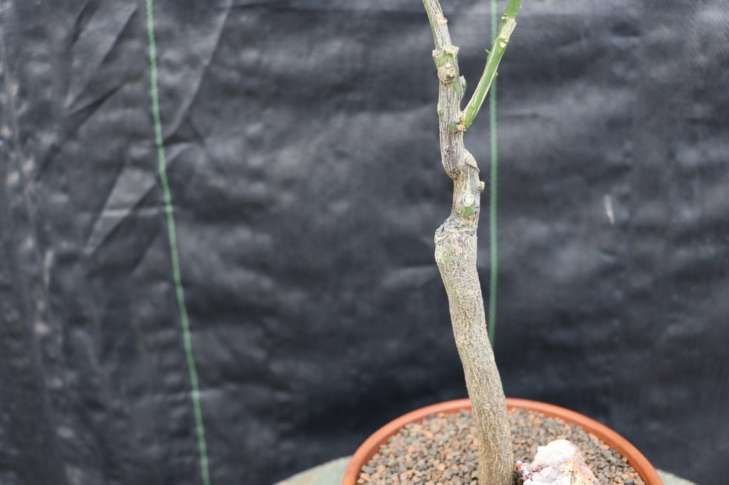 Blood Orange Bonsai Tree Bark