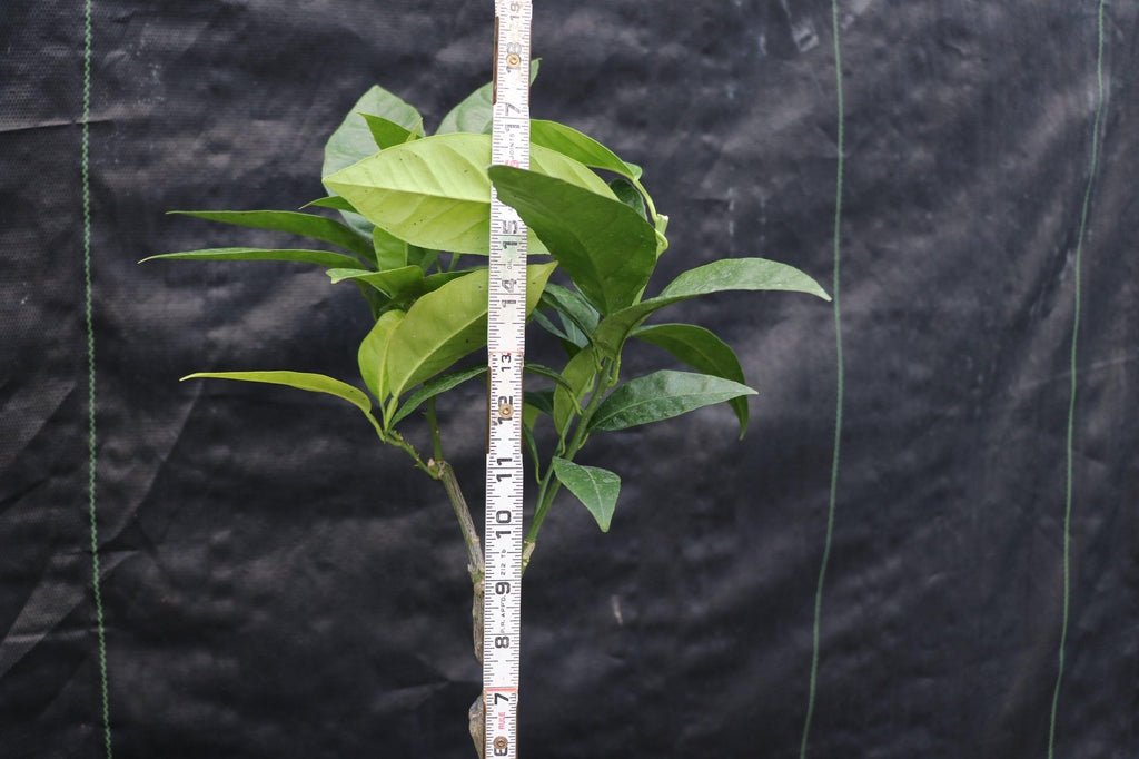 Blood Orange Bonsai Tree Height