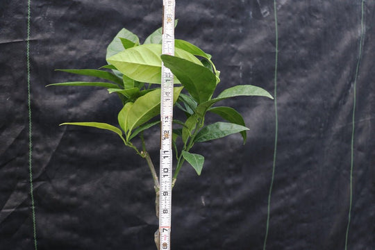 blood orange bonsai tree Blood Orange Bonsai Tree