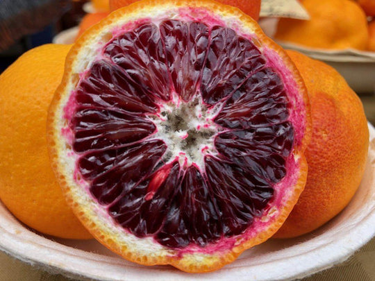 grapefruit bonsai Blood Orange Bonsai Tree