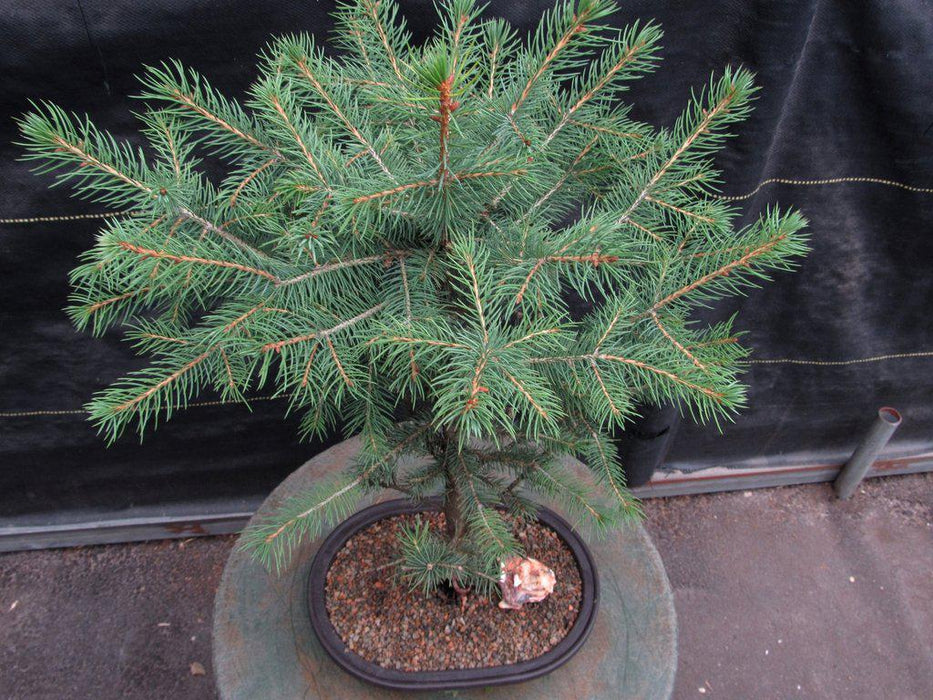 Blue Spruce Bonsai Tree Canopy