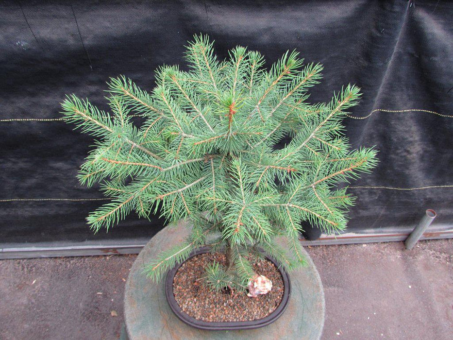 Blue Spruce Bonsai Tree Apex